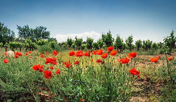 Weinfeld und Mohnblumen im Frühling Weinfeld und Mohnblumen im Frühling
